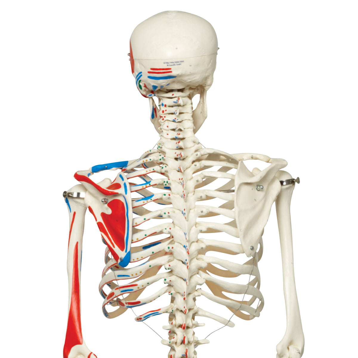 A11 Human Skeleton Model Max with Painted Muscle Origins & Inserts - 3B Smart Anatomy