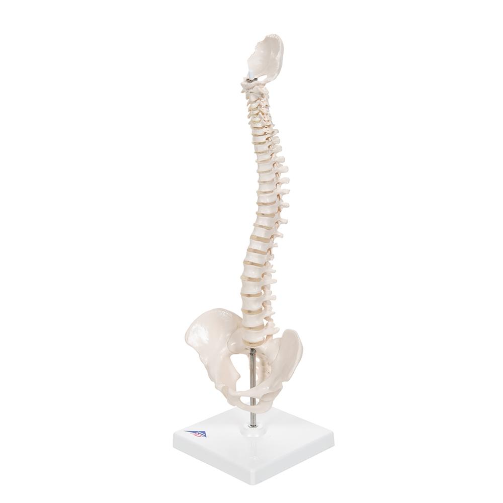 A18/21 Mini Human Spinal Column Model, Flexible Mounted, on Removable Base - 3B Smart Anatomy