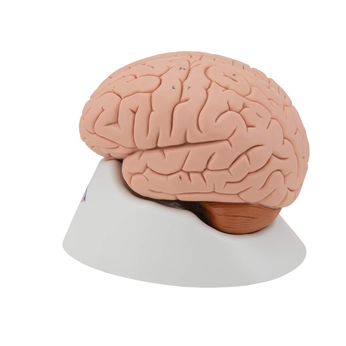 C16 Human Brain Model, 4 part - 3B Smart Anatomy