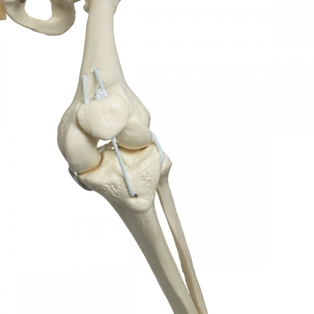 A15/3S Functional & Physiological Human Skeleton Model Frank on Hanging Stand - 3B Smart Anatomy