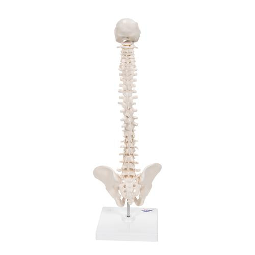 A18/21 Mini Human Spinal Column Model, Flexible Mounted, on Removable Base - 3B Smart Anatomy