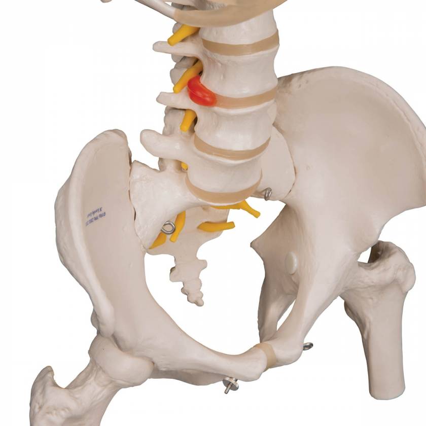 A56/2 Classic Flexible Human Spine Model with Ribs & Femur Heads - 3B Smart Anatomy