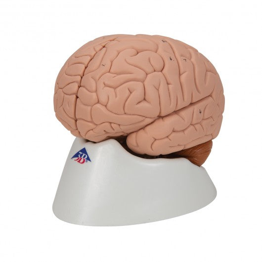 C15 Human Brain Model, 2 part - 3B Smart Anatomy