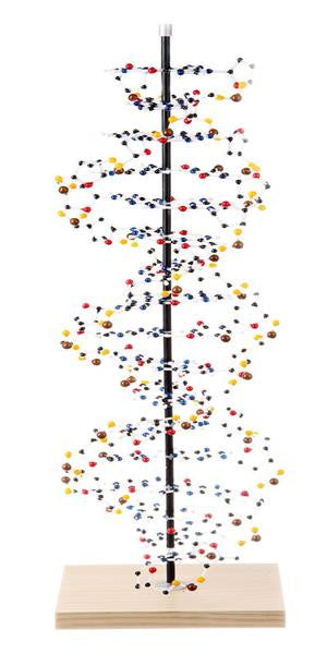 DNA Model with Paint 9-102