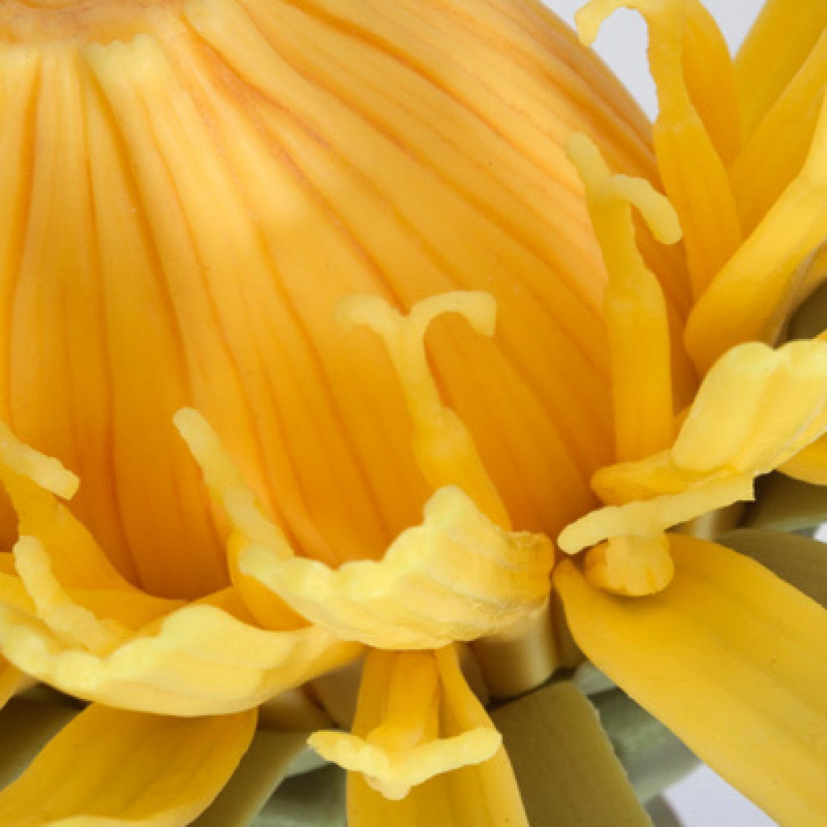 T21022 Dandelion (Taraxum officinale)