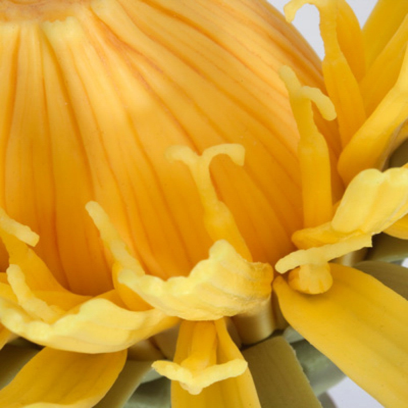T21022 Dandelion (Taraxum officinale)