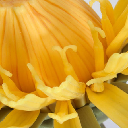 T21022 Dandelion (Taraxum officinale)