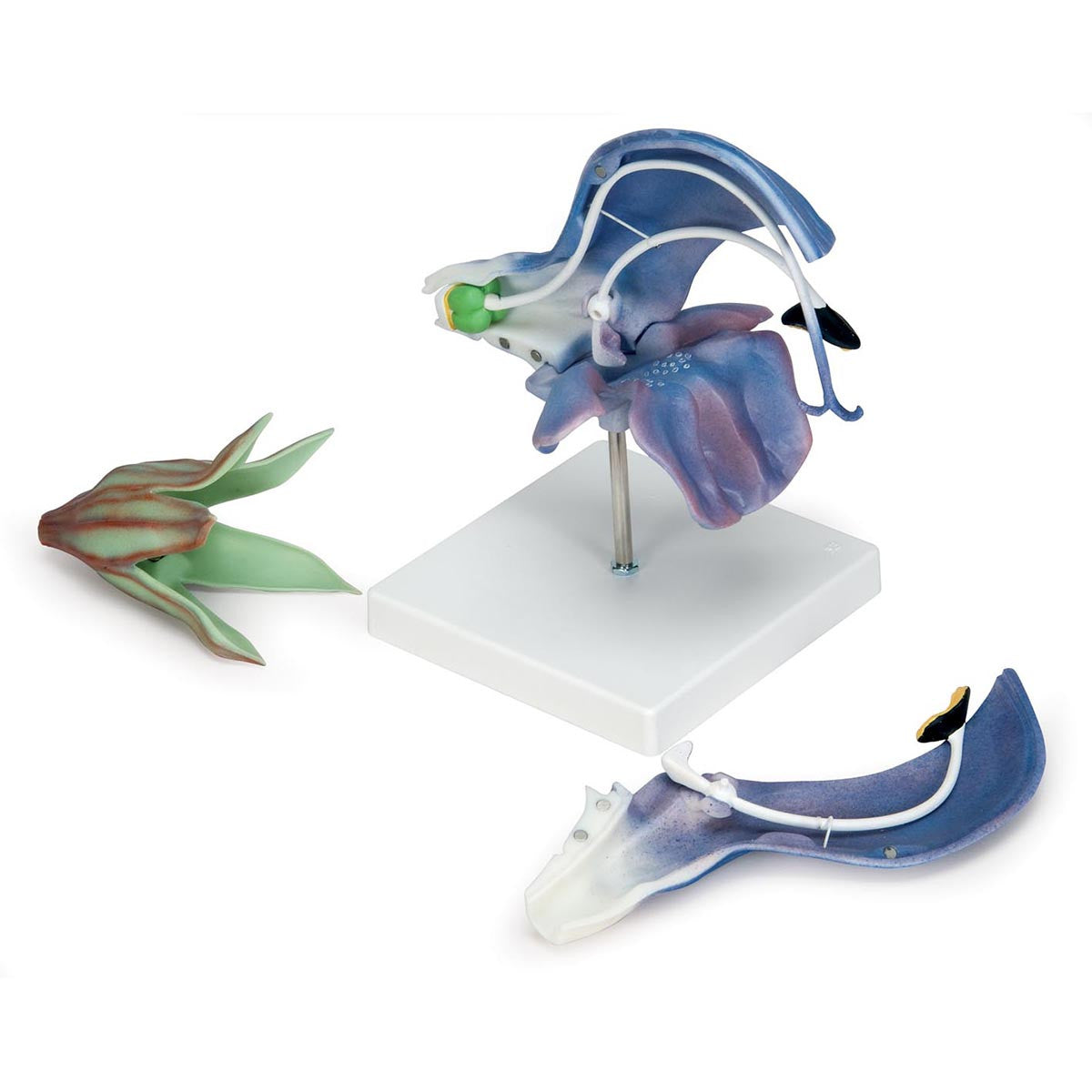 T21024 Meadow Clary Blossom (Salvia pratensis) Model