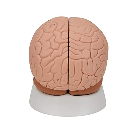 C15 Human Brain Model, 2 part - 3B Smart Anatomy