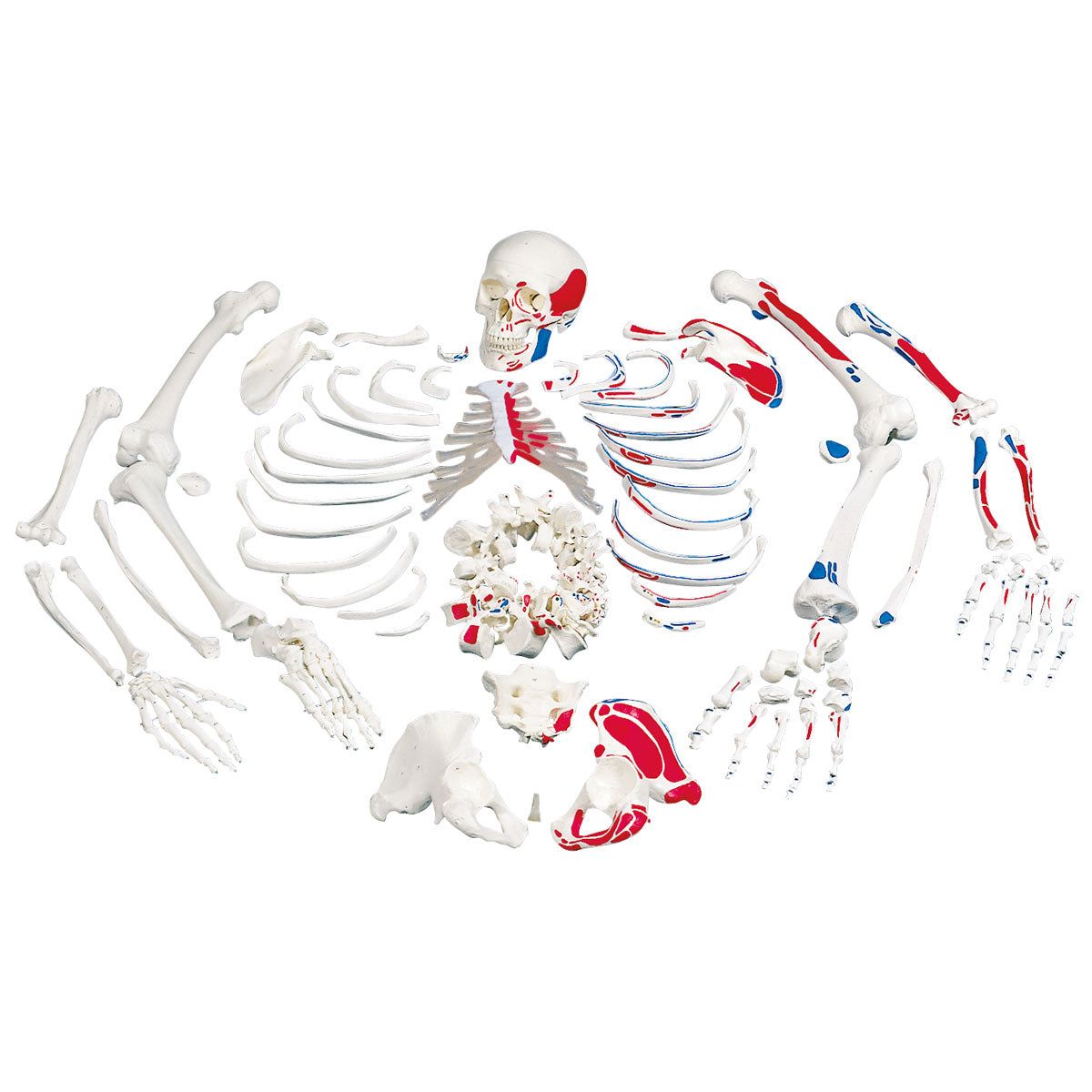 A05/2 Disarticulated Full Human Skeleton, Painted Muscles, with 3 Part Skull