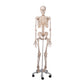 A10 Skeleton Model - Stan