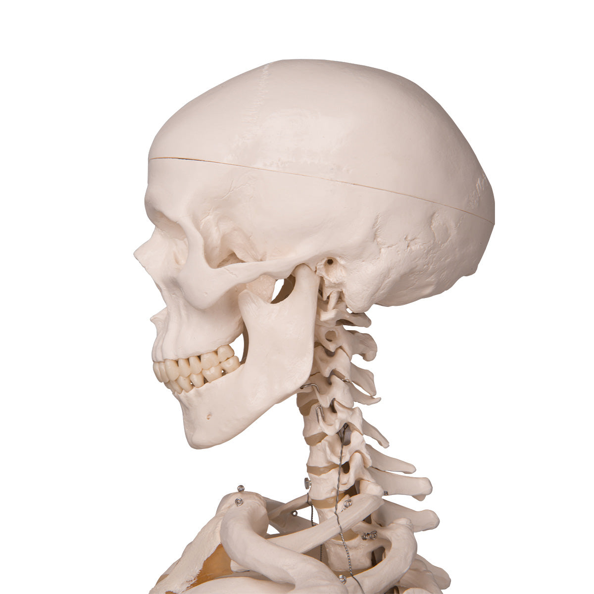 A10 Skeleton Model - Stan