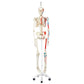 A11/1 Human Skeleton Model Max on Hanging Stand with Painted Muscle Origins & Inserts - 3B Smart Anatomy