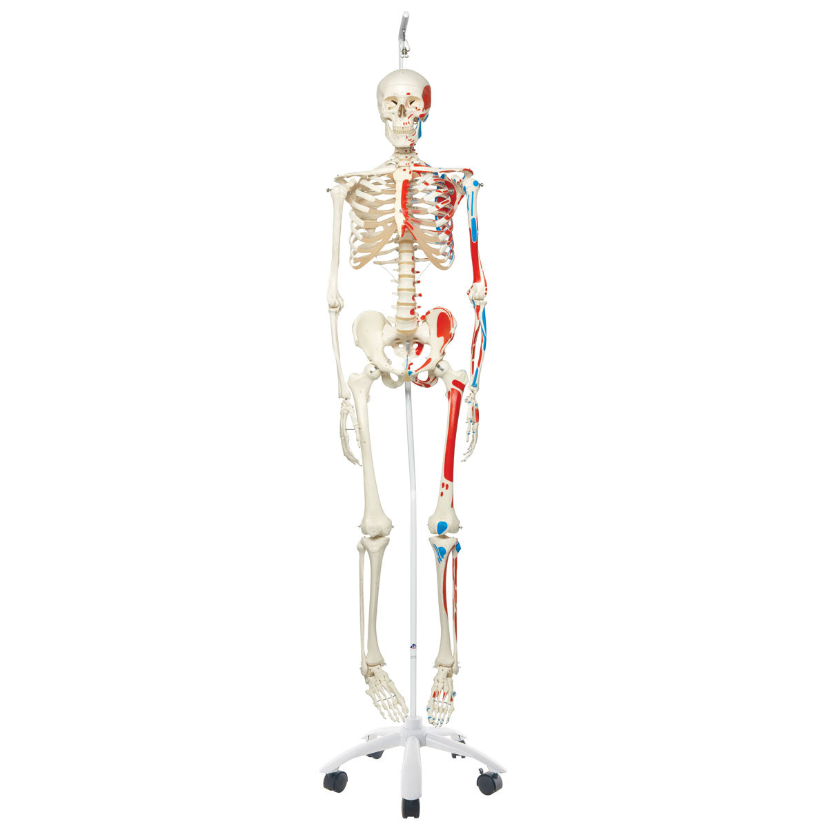 A11/1 Human Skeleton Model Max on Hanging Stand with Painted Muscle Origins & Inserts - 3B Smart Anatomy