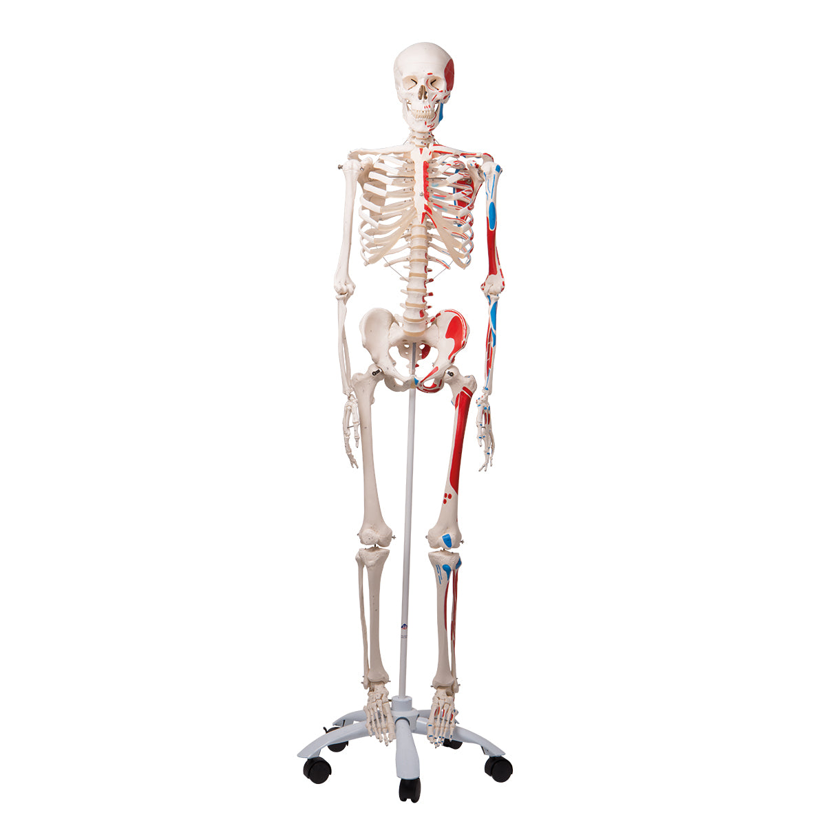 A11 Human Skeleton Model Max with Painted Muscle Origins & Inserts - 3B Smart Anatomy