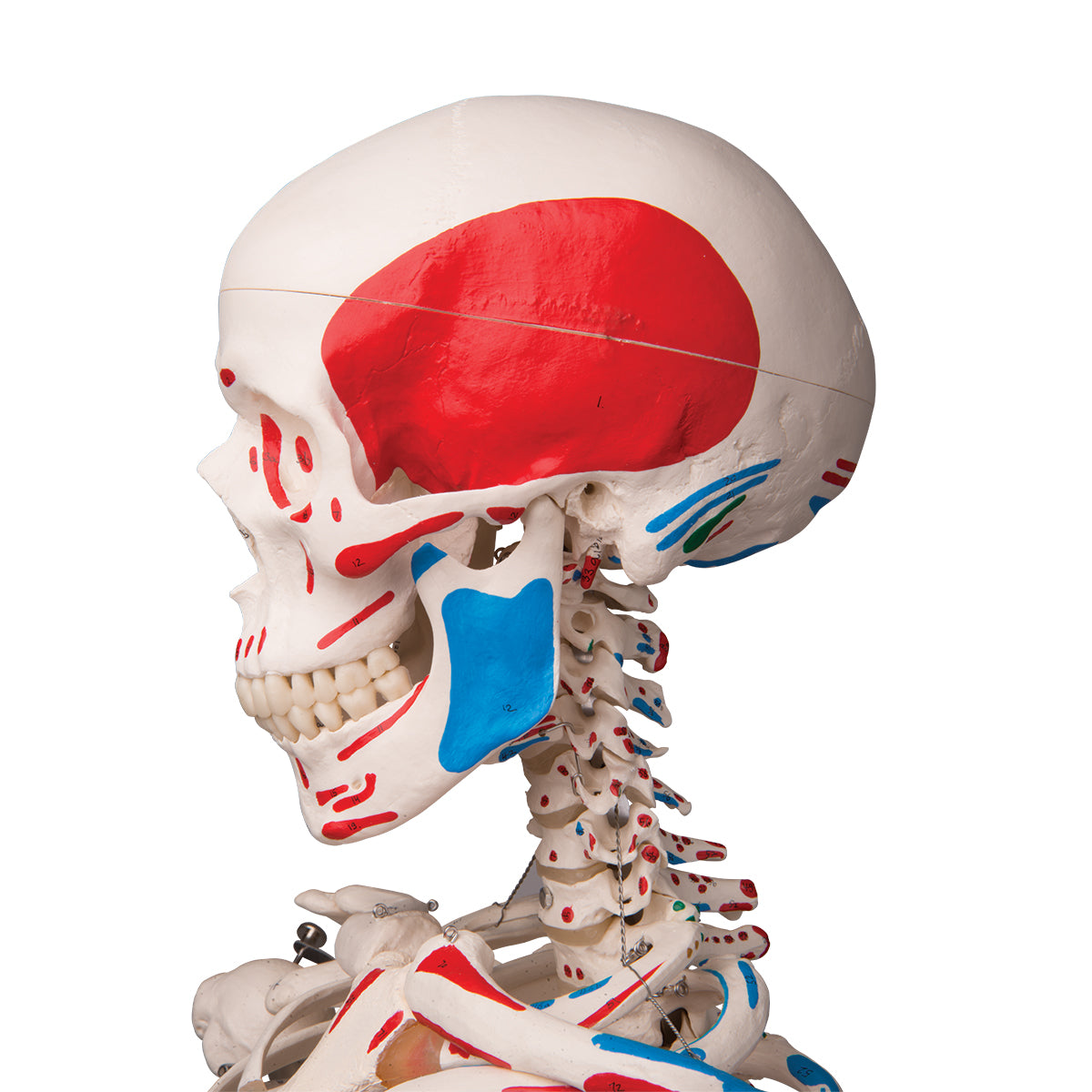 A11 Human Skeleton Model Max with Painted Muscle Origins & Inserts - 3B Smart Anatomy
