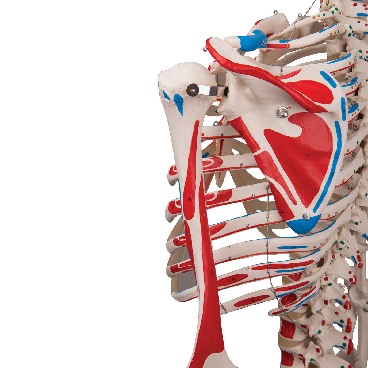 A11 Human Skeleton Model Max with Painted Muscle Origins & Inserts - 3B Smart Anatomy