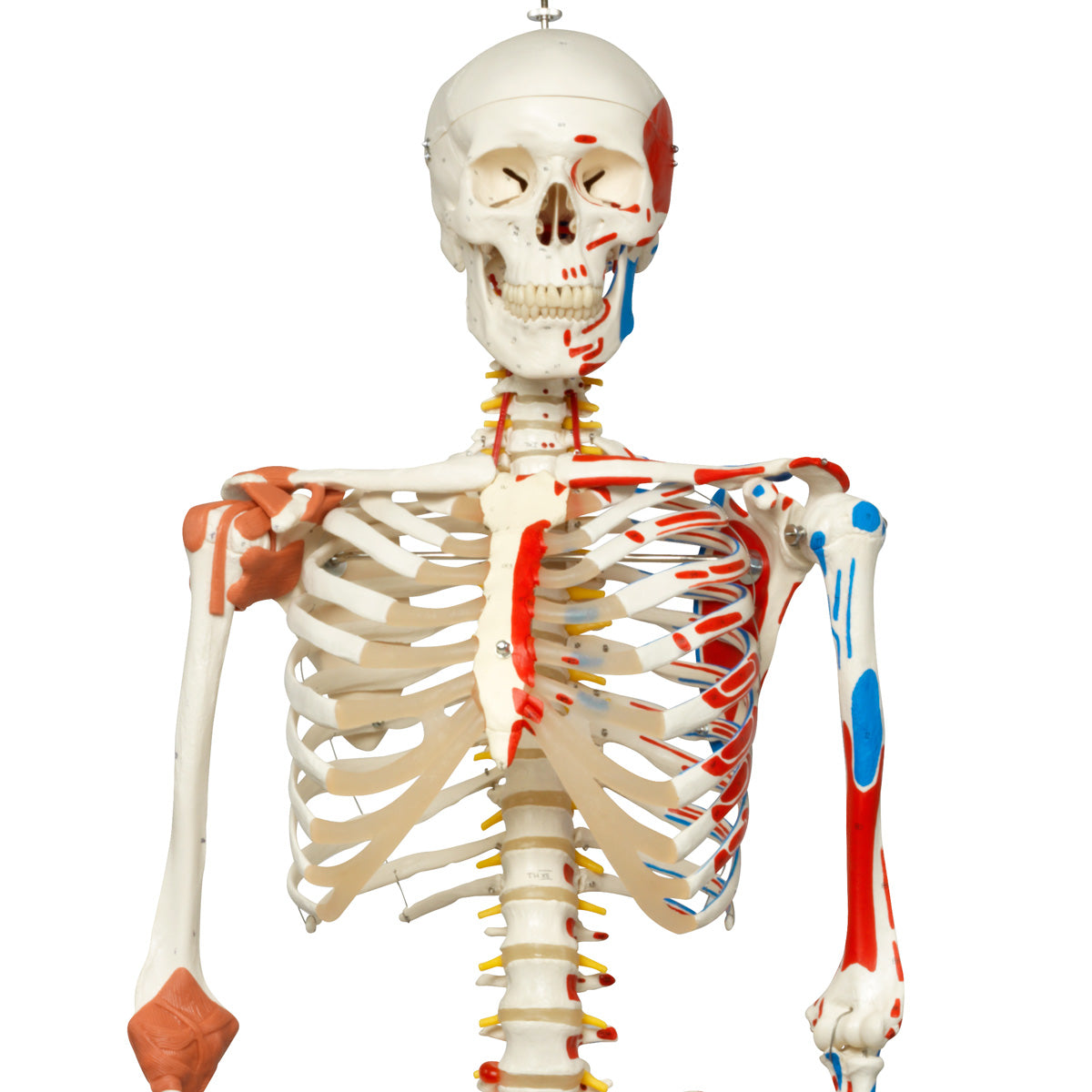 A13/1 Human Skeleton Model Sam on Hanging Stand with Muscle & Ligaments - 3B Smart Anatomy