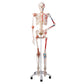 A13 Human Skeleton Model Sam with Muscles & Ligaments - 3B Smart Anatomy