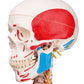 A13 Human Skeleton Model Sam with Muscles & Ligaments - 3B Smart Anatomy
