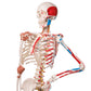 A13/1 Human Skeleton Model Sam on Hanging Stand with Muscle & Ligaments - 3B Smart Anatomy