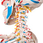 A13/1 Human Skeleton Model Sam on Hanging Stand with Muscle & Ligaments - 3B Smart Anatomy