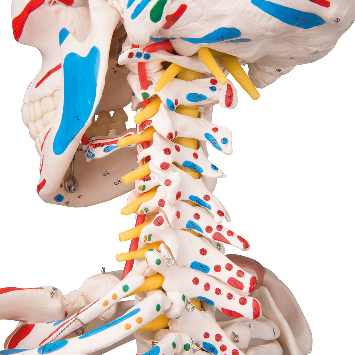 A13/1 Human Skeleton Model Sam on Hanging Stand with Muscle & Ligaments - 3B Smart Anatomy