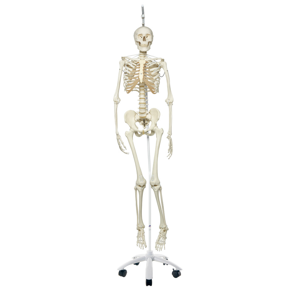 A15/3S Functional & Physiological Human Skeleton Model Frank on Hanging Stand - 3B Smart Anatomy