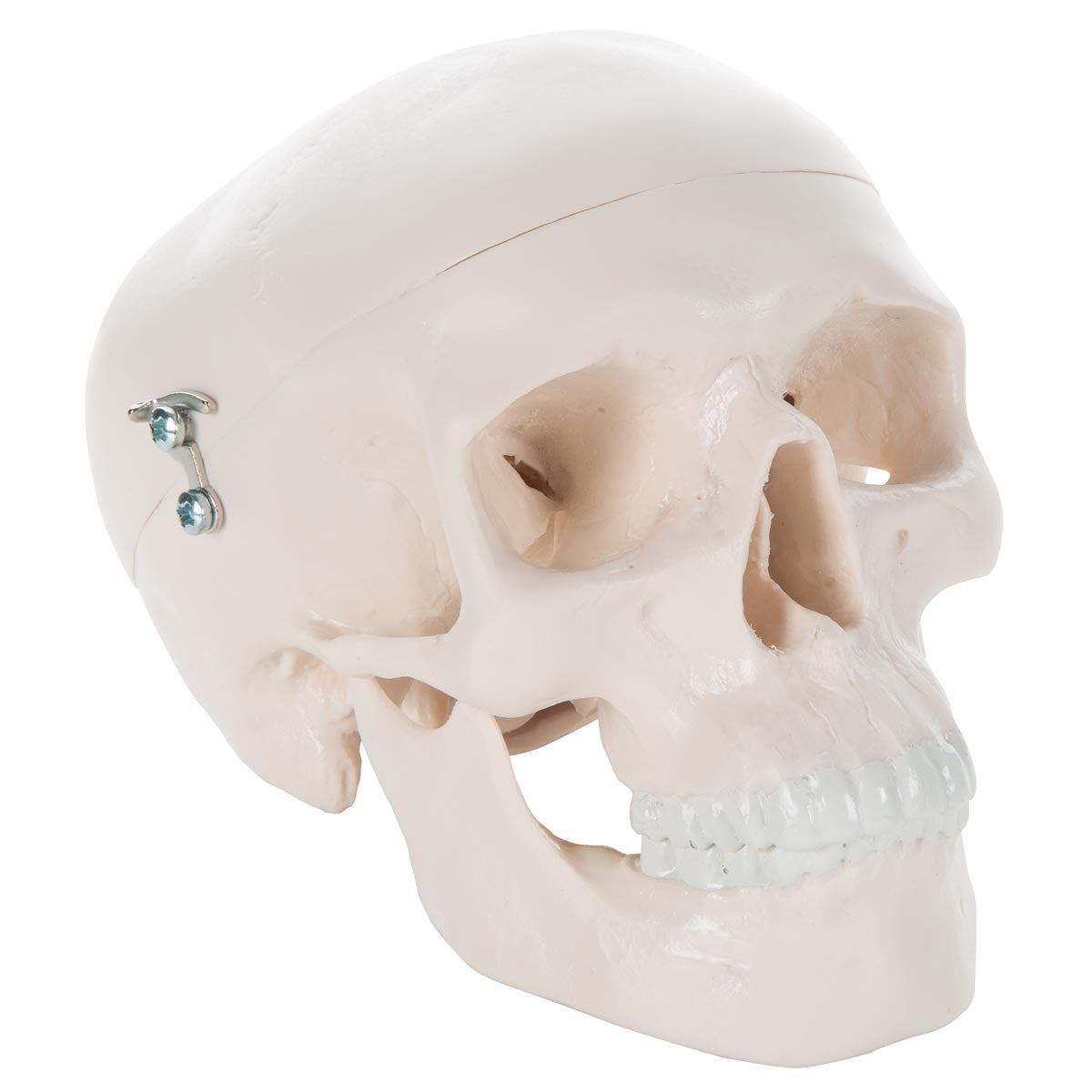A18/15 Mini Human Skull Model, 3-part (Skullcap, Base of Skull, Mandible) - 3B Smart Anatomy