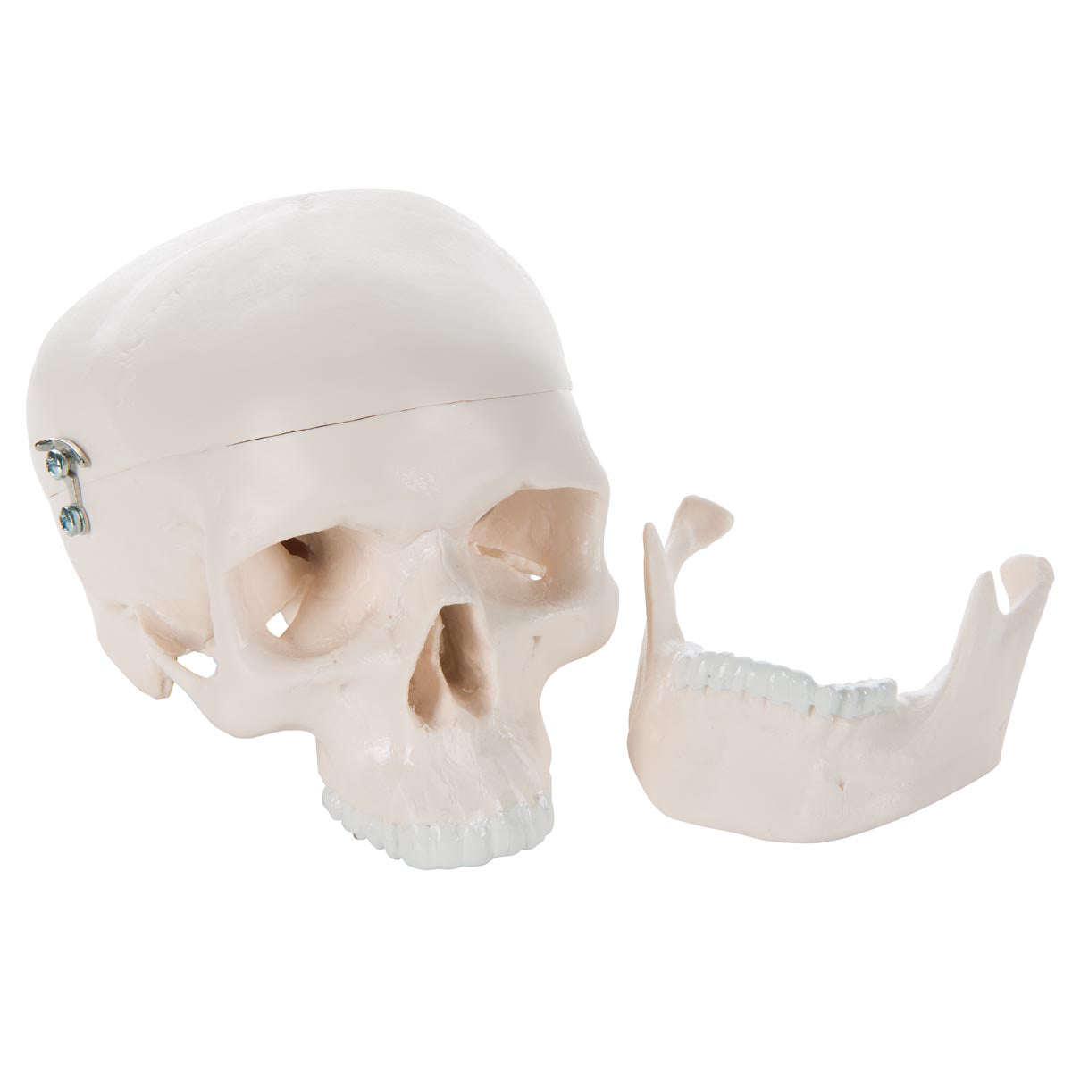 A18/15 Mini Human Skull Model, 3-part (Skullcap, Base of Skull, Mandible) - 3B Smart Anatomy