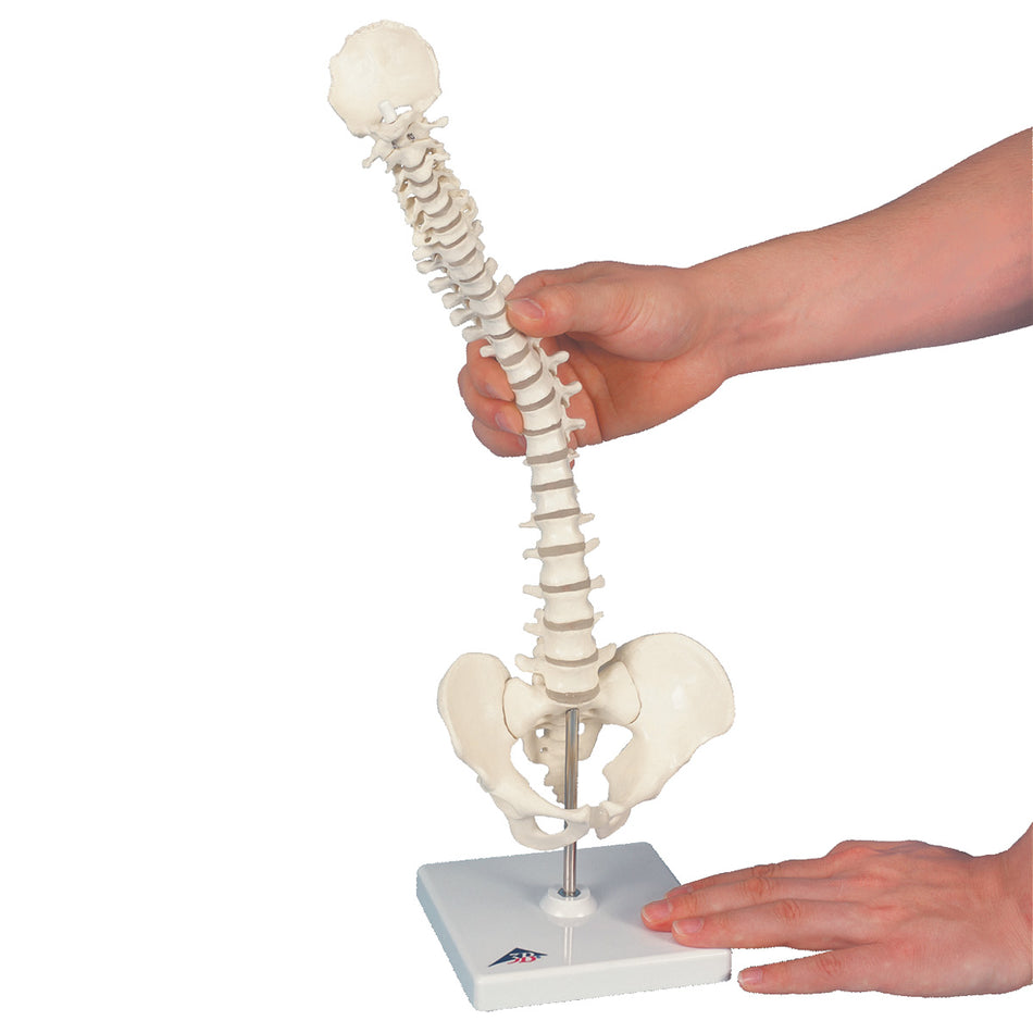 A18/21 Mini Human Spinal Column Model, Flexible Mounted, on Removable Base - 3B Smart Anatomy