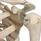 A18 Mini Human Skeleton Model Shorty, Half Natural Size - 3B Smart Anatomy