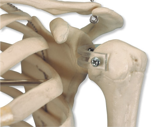 A18 Mini Human Skeleton Model Shorty, Half Natural Size - 3B Smart Anatomy