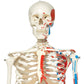 A18/6 Mini Human Skeleton Shorty with Painted Muscles on Hanging Stand, Half Natural Size - 3B Smart Anatomy