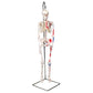 A18/6 Mini Human Skeleton Shorty with Painted Muscles on Hanging Stand, Half Natural Size - 3B Smart Anatomy