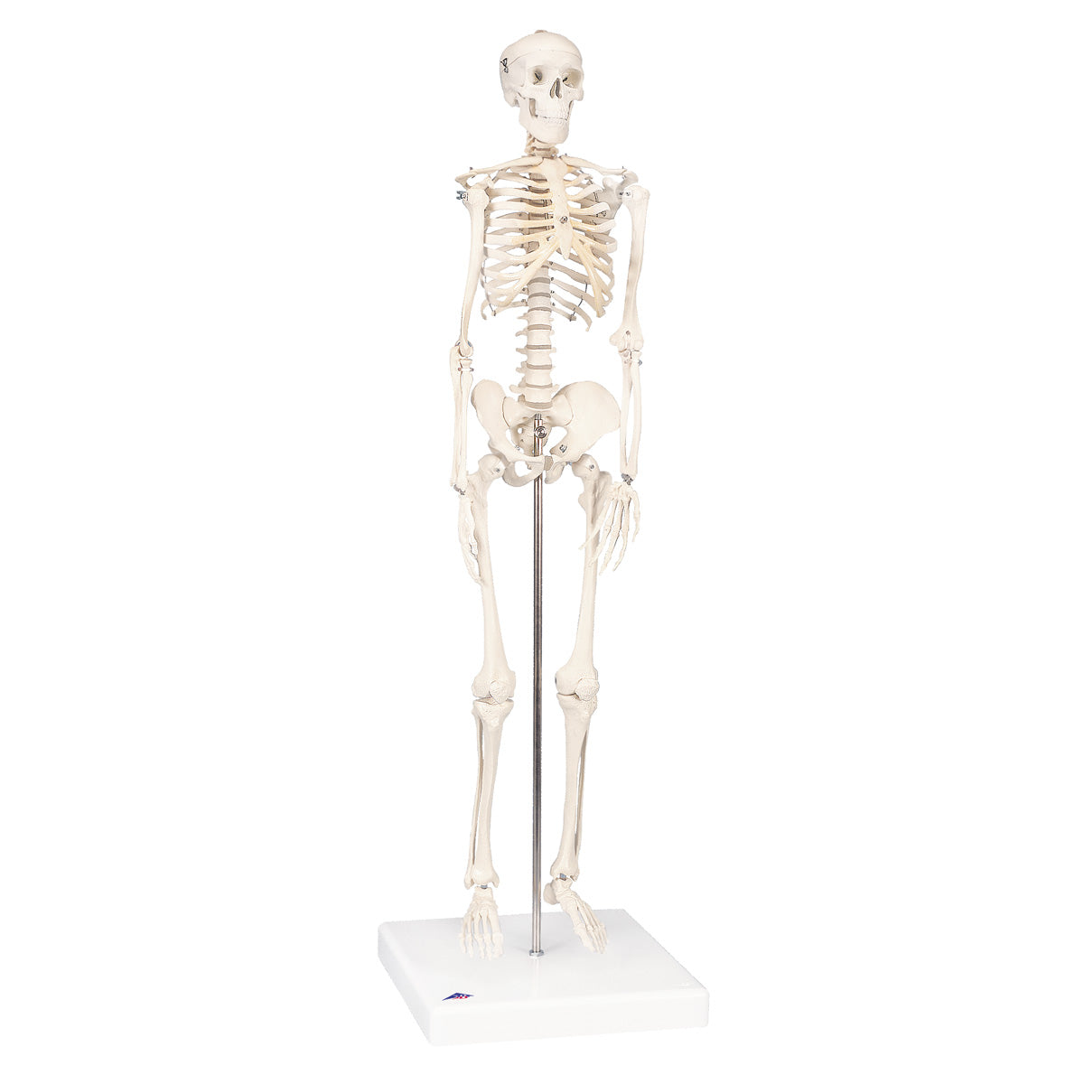 Skeleton Small Scale A18 Mini Human Skeleton Model Shorty, Half Natural Size - 3B Smart Ana ...
