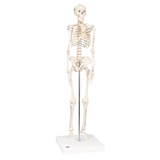 A18 Mini Human Skeleton Model Shorty, Half Natural Size - 3B Smart Anatomy