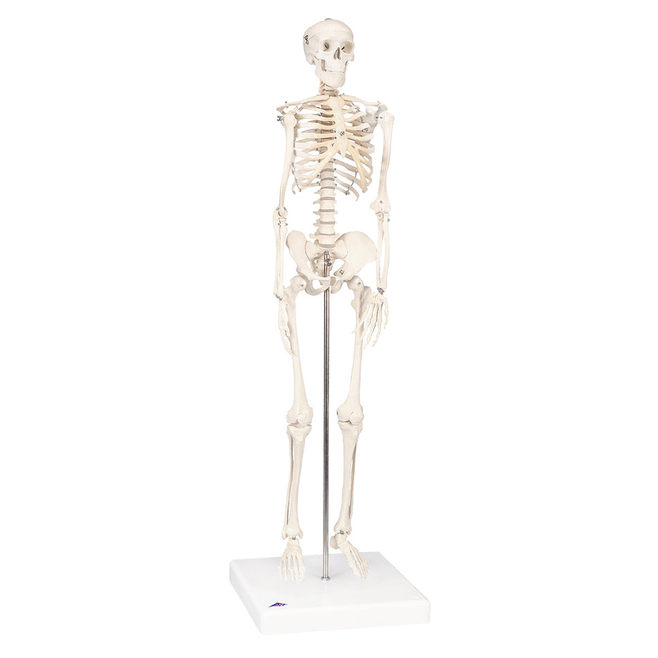 A18/1 Mini Human Skeleton Model Shorty on Hanging Stand, Half Natural Size - 3B Smart Anatomy