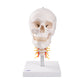 A20/1 Human Skull Model on Cervical Spine, 4 part - 3B Smart Anatomy