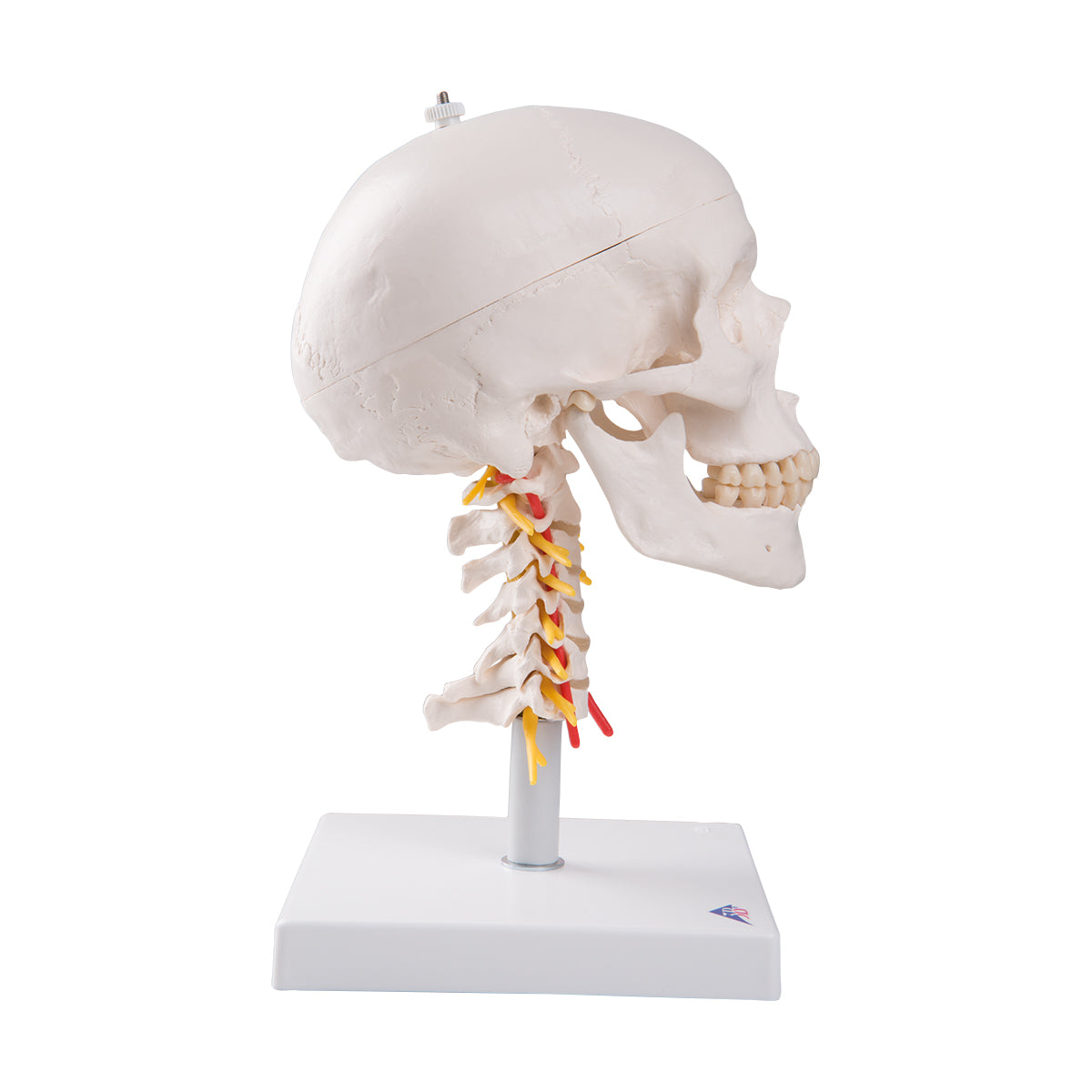 A20/1 Human Skull Model on Cervical Spine, 4 part - 3B Smart Anatomy
