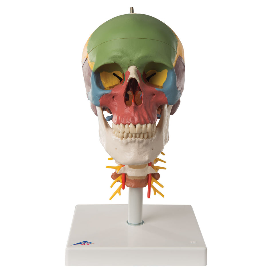 A20/2 Didactic Human Skull Model on Cervical Spine, 4 part - 3B Smart Anatomy