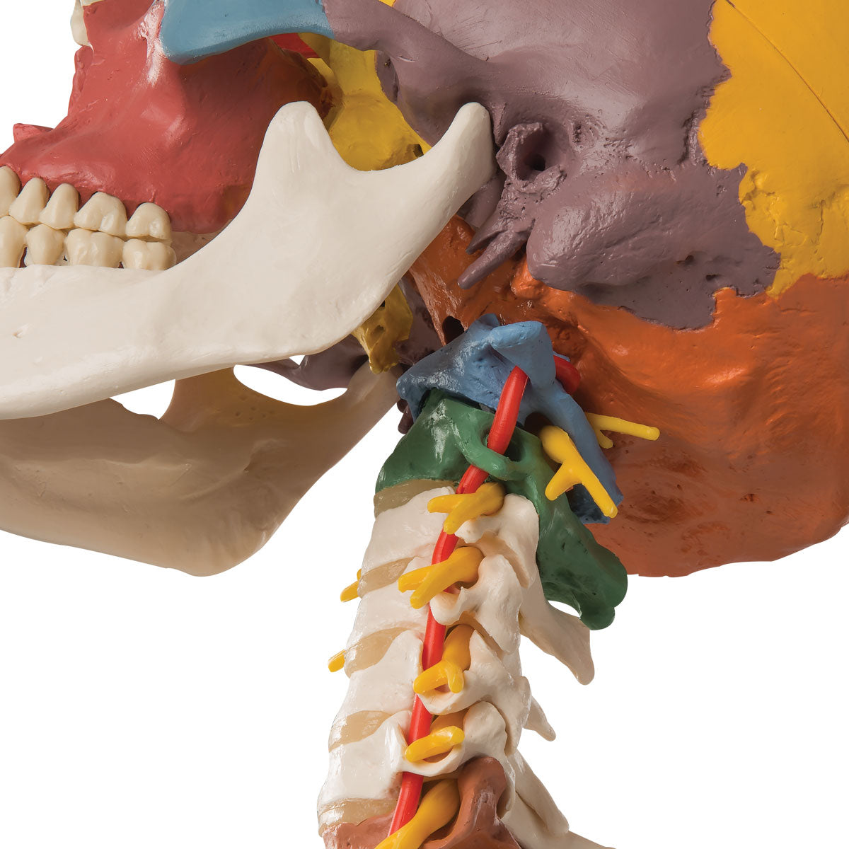 A20/2 Didactic Human Skull Model on Cervical Spine, 4 part - 3B