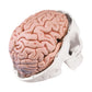 A20/9 Classic Human Skull Model with Brain, 8-parts - 3B Smart Anatomy
