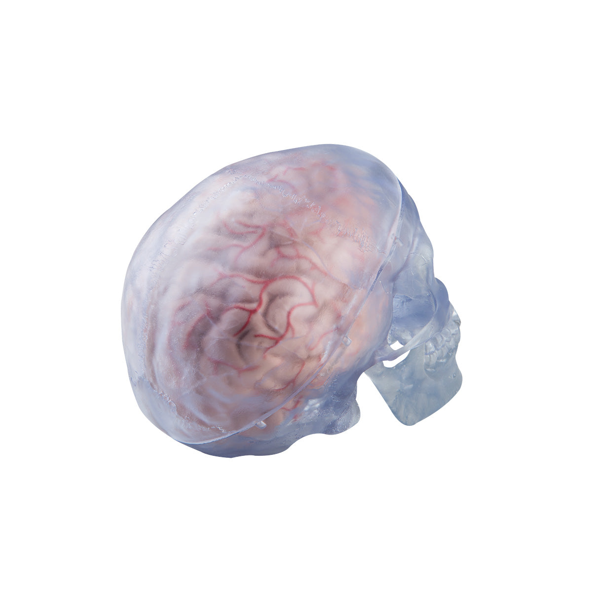 A20/T Transparent Classic Human Skull Model, 3 part - 3B Smart Anatomy