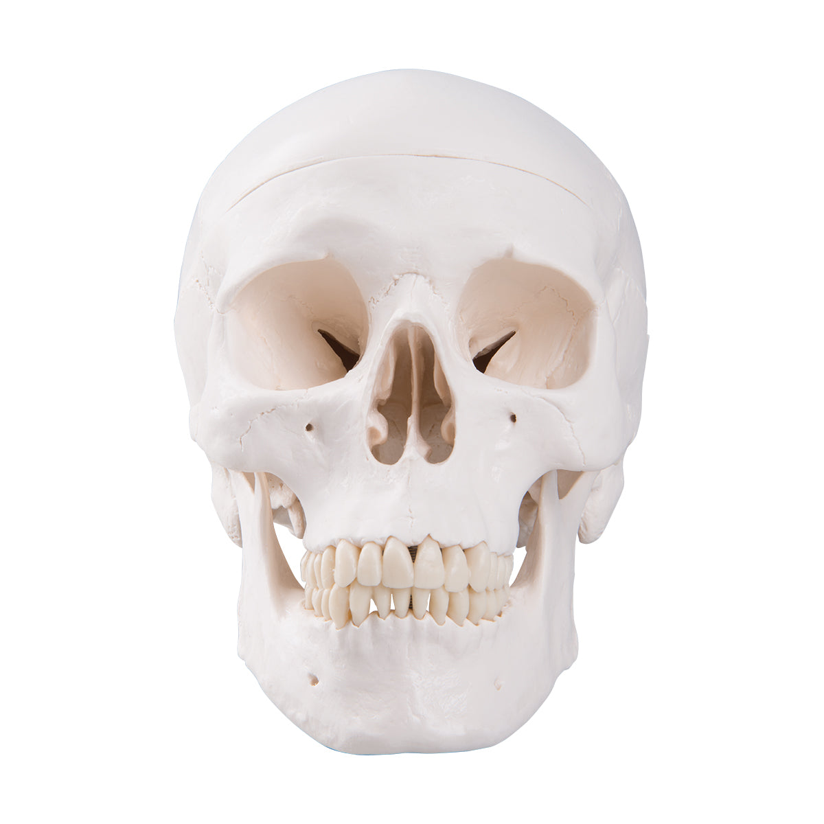 A20 Classic Human Skull Model, 3 part - 3B Smart Anatomy