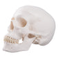 A20 Classic Human Skull Model, 3 part - 3B Smart Anatomy