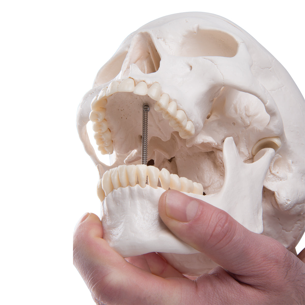 A20 Classic Human Skull Model, 3 part - 3B Smart Anatomy