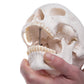 A20/1 Human Skull Model on Cervical Spine, 4 part - 3B Smart Anatomy