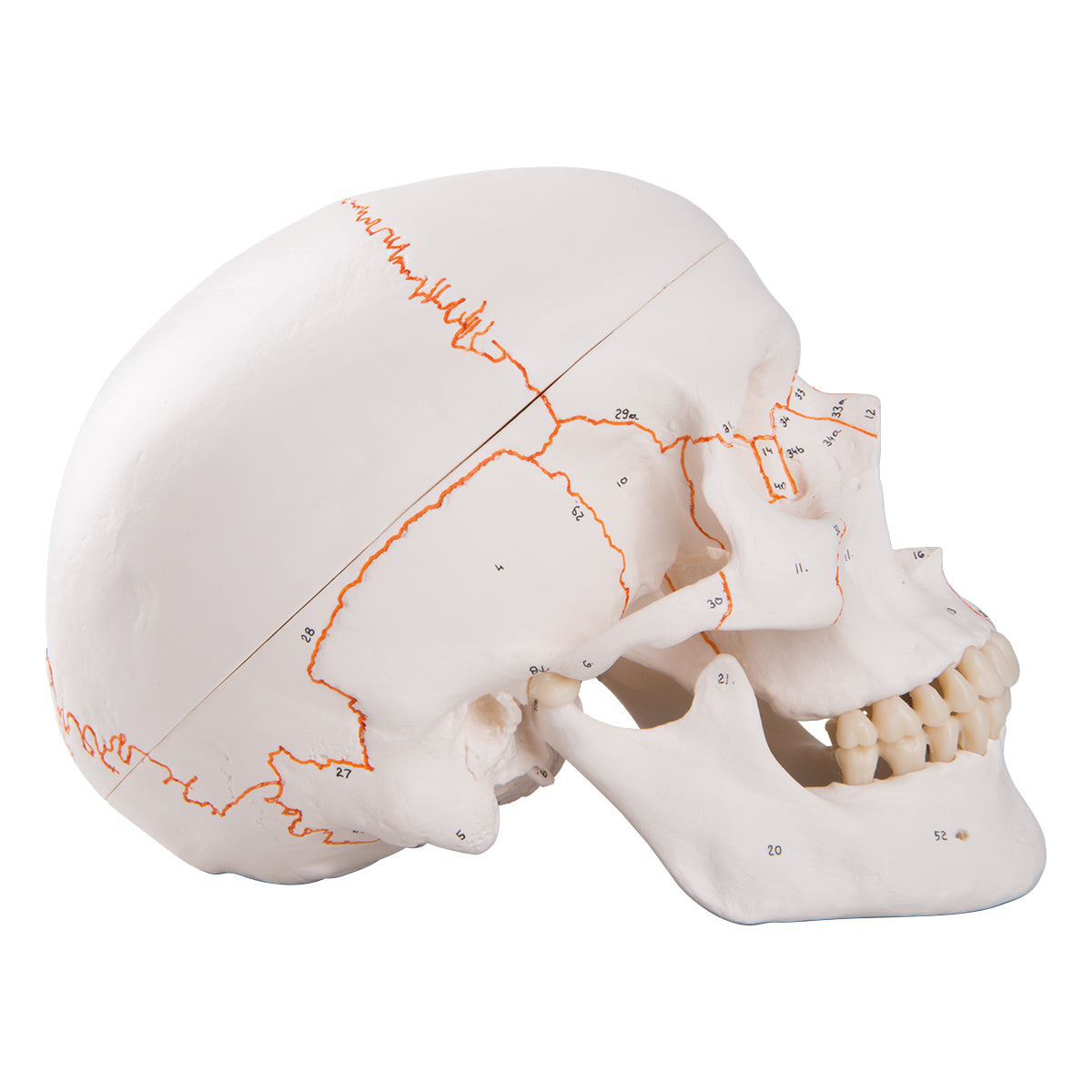 A22 Classic Human Skull Model with Opened Lower Jaw, 3 part - 3B Smart Anatomy