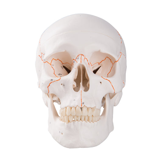 A21 Numbered Human Classic Skull Model, 3 part - 3B Smart Anatomy